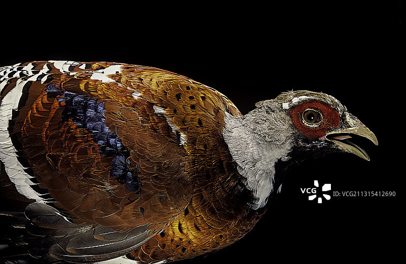 白颈长尾雉（雄性）图片素材