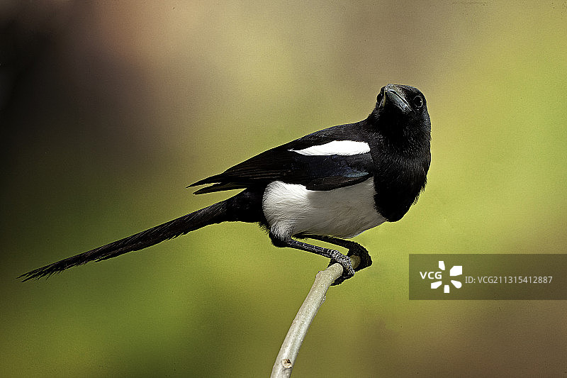 欧亚喜鹊图片素材