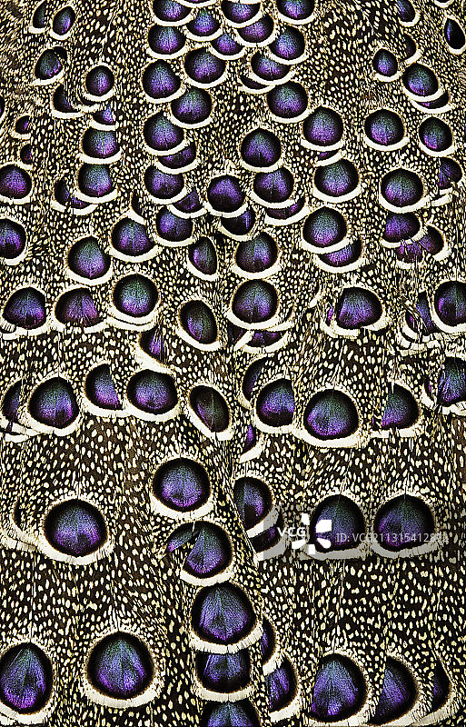 灰孔雀雉细节图图片素材