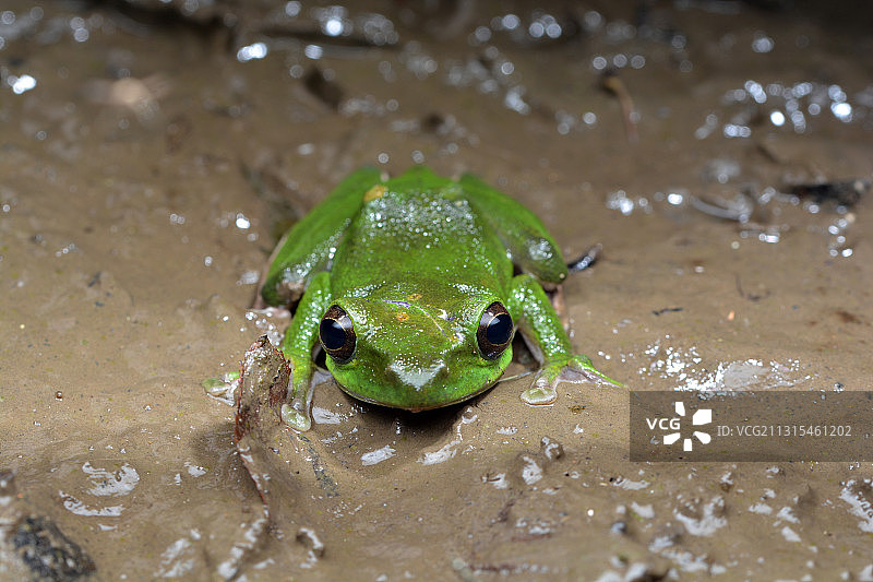 大树蛙图片素材
