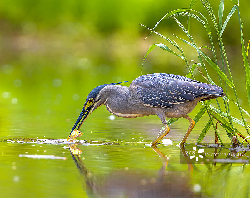 绿鹭的早餐图片素材