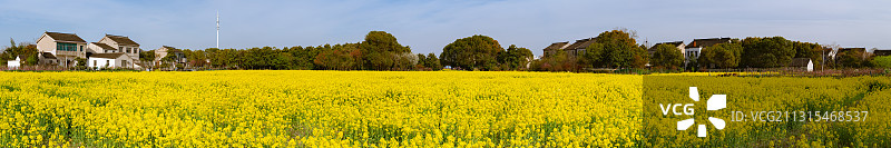 江苏省苏州高新区镇湖街道石帆村油菜花田图片素材