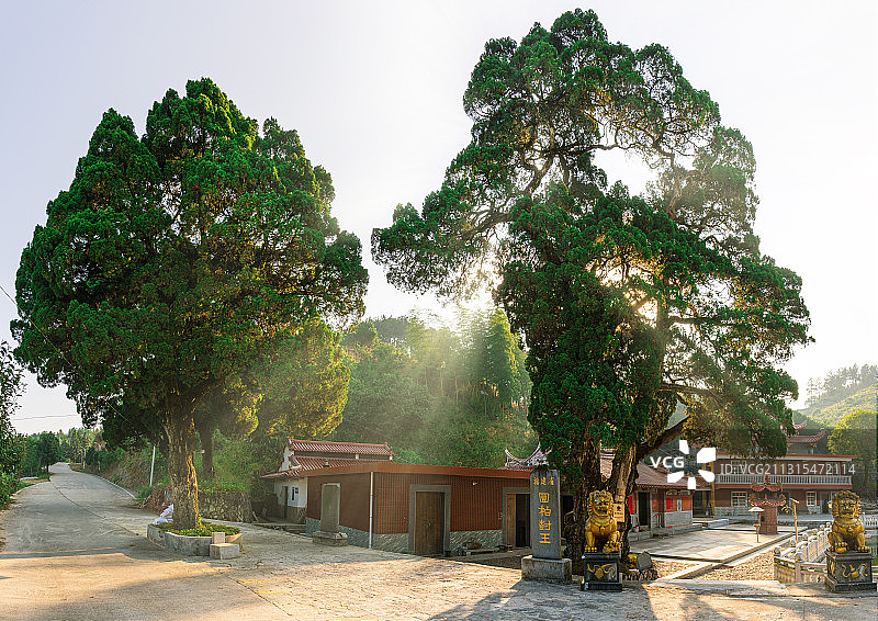 福建省永春县百丈岩风景区福建圆柏树王图片素材