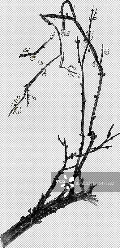 梅花树枝图片素材