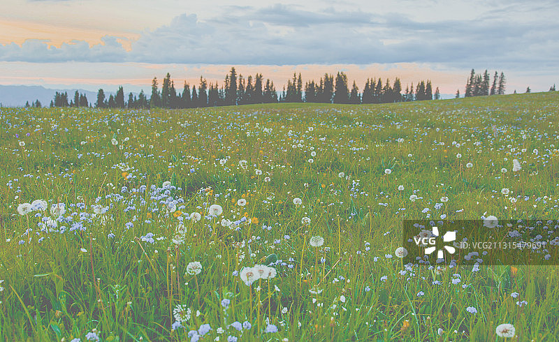 新疆伊犁特克斯喀拉峻草原图片素材