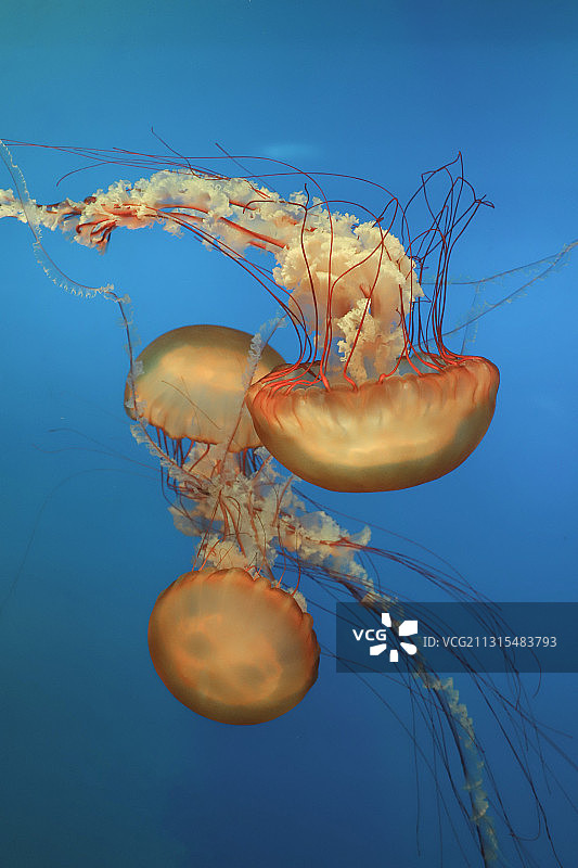 橙蓝水母图片素材
