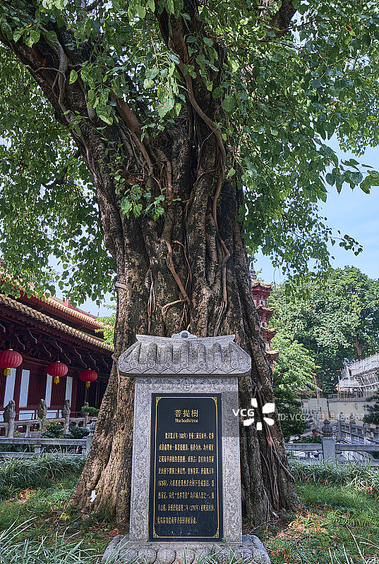 中国广州光孝寺菩提树图片素材