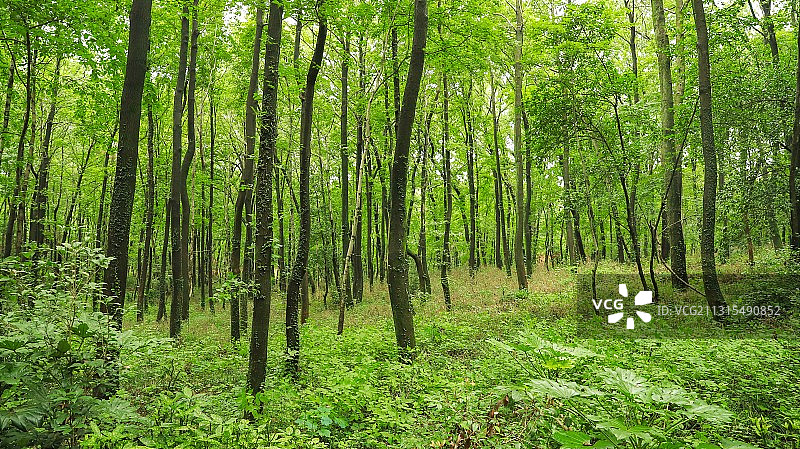 树林图片素材