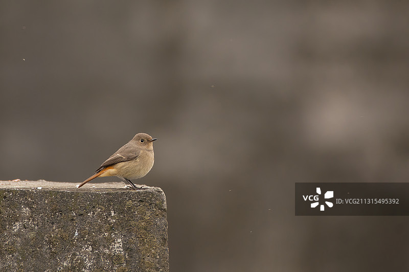 黑喉红尾鸲雌鸟在岸边瞭望图片素材