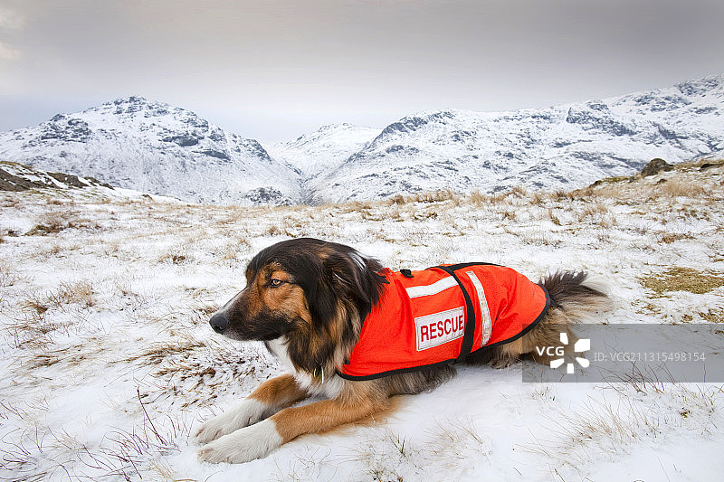 在英国湖区，一只狗正在搜寻失踪的徒步者图片素材