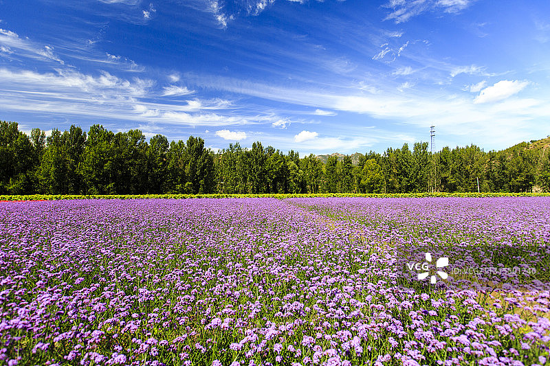 北京延庆百里山水画廊柳叶马鞭草图片素材