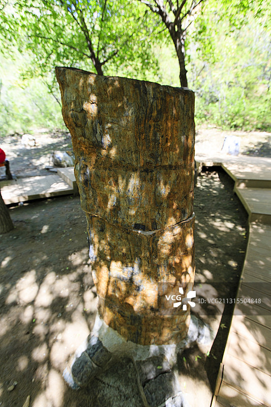 北京延庆百里山水画廊硅化木世界地质公园硅化木图片素材