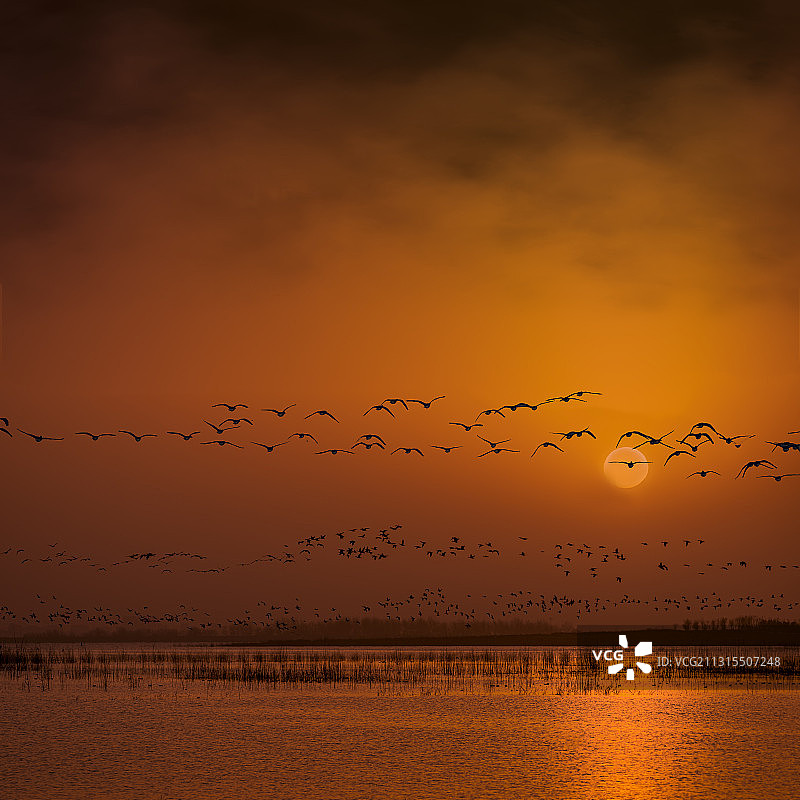 河北省邯郸市磁县溢泉湖湿地公园红霞满天大雁迁徙图片素材