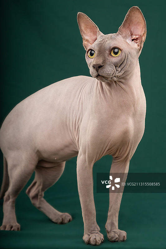 斯芬克斯大人图片素材