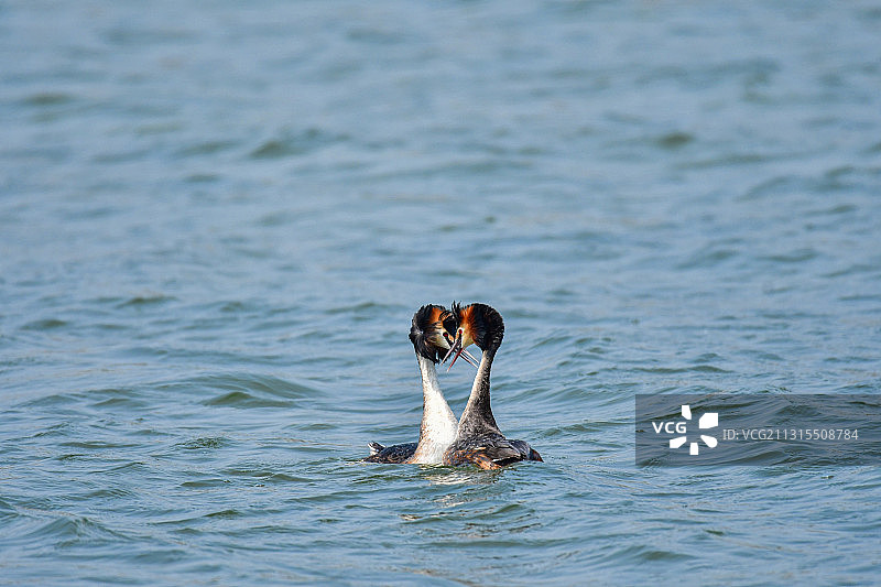 独特的求偶方式图片素材
