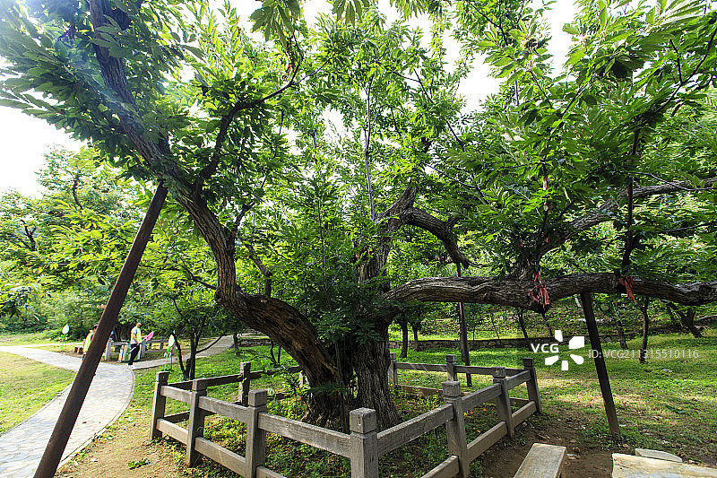 北京市怀柔区黄花城水长城明代板栗园图片素材