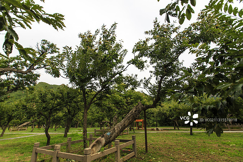 北京市怀柔区黄花城水长城明代板栗园图片素材