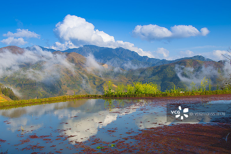 云南哈尼族元阳梯田，春天梯田飘着红色浮萍，倒映蓝天白云。图片素材