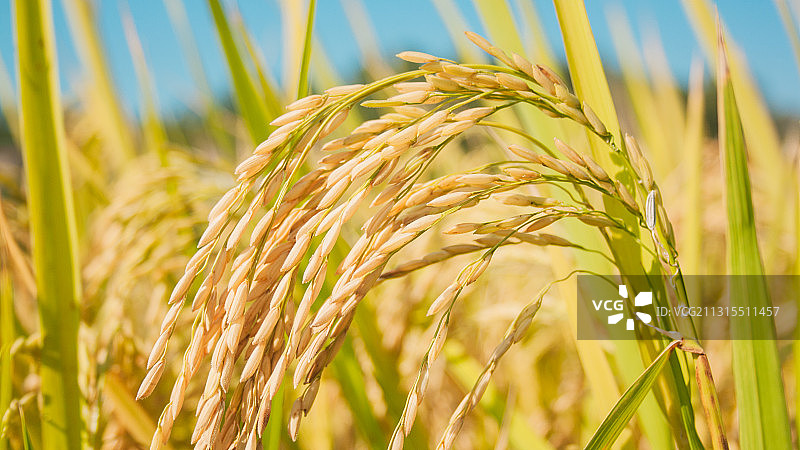 丰收的曲线图片素材