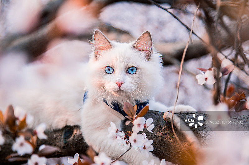 春天樱花树下的布偶猫图片素材