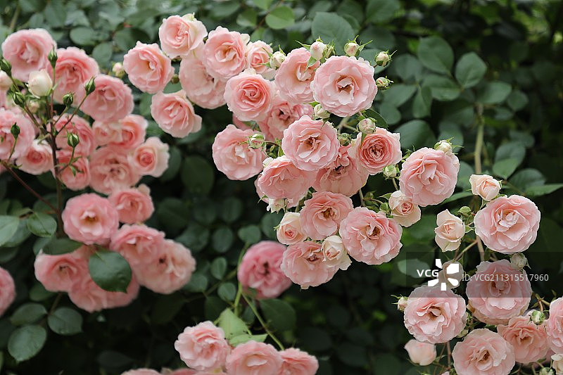 月季花开图片素材