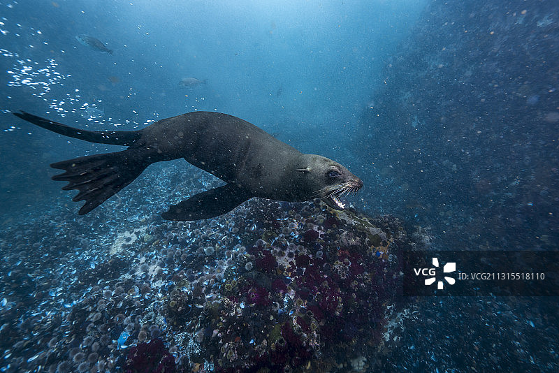水下游泳的海狗图片素材