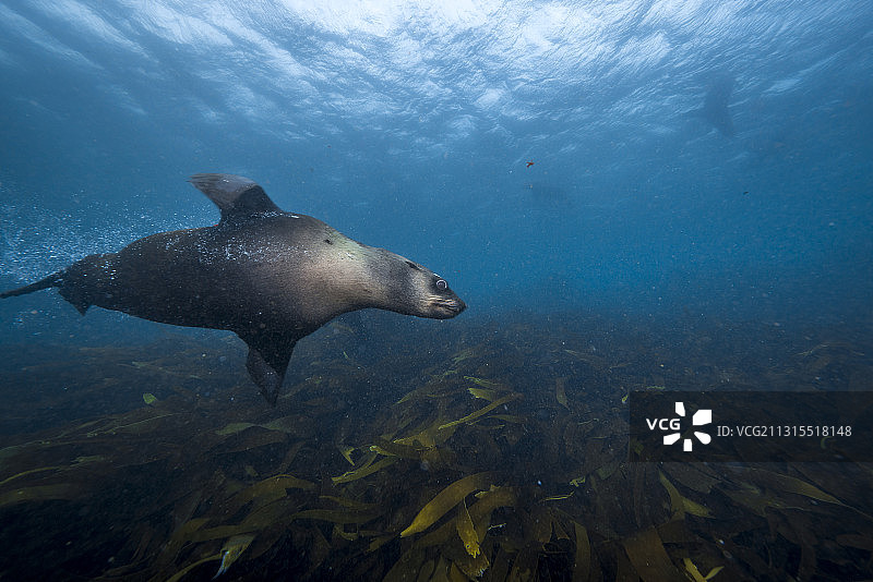 水下游泳的海豹图片素材