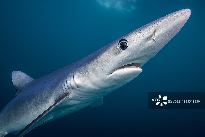 西开普省的远洋蓝鲨图片素材