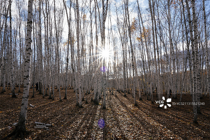白桦林的日光图片素材