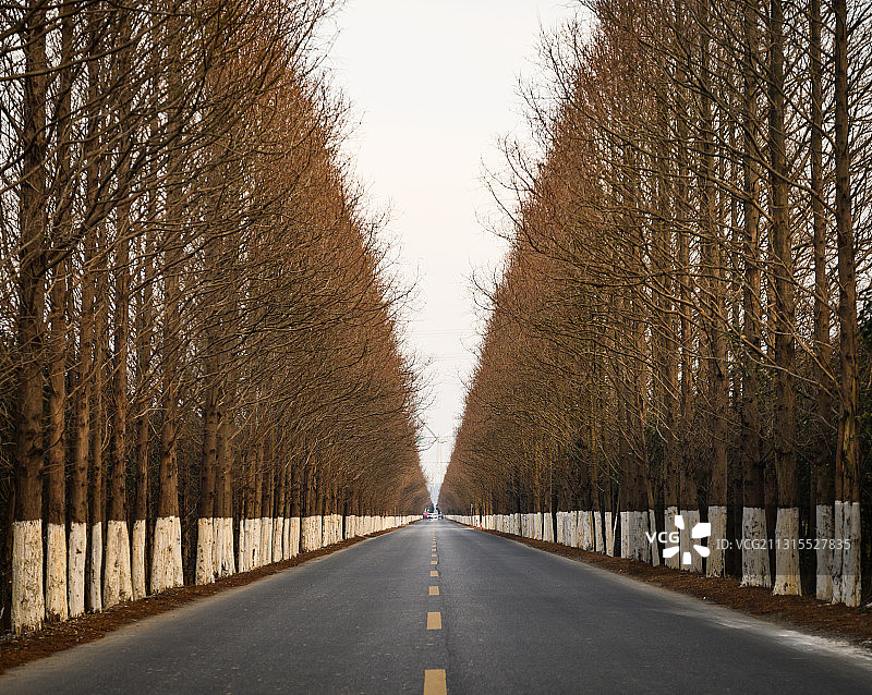 行道树图片素材