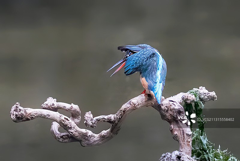 害羞的小翠图片素材