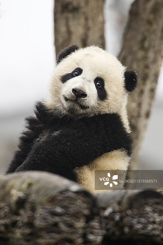 《等待》图片素材