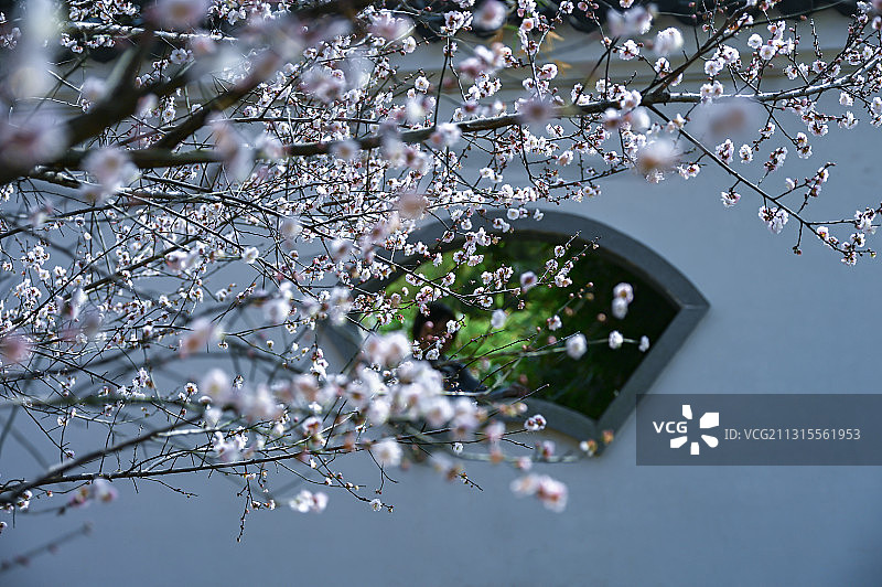 冬日梅花图片素材