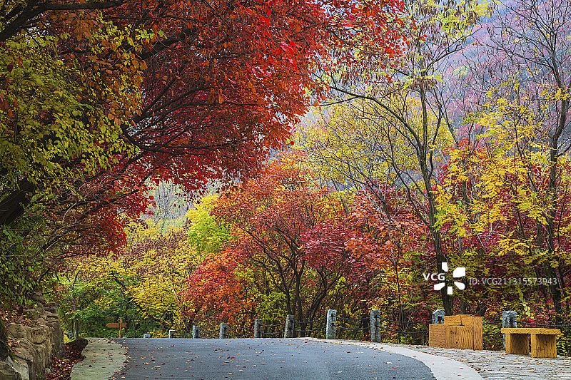 济南红叶谷秋色图片素材