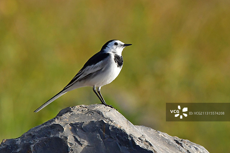 白鹡鸰图片素材