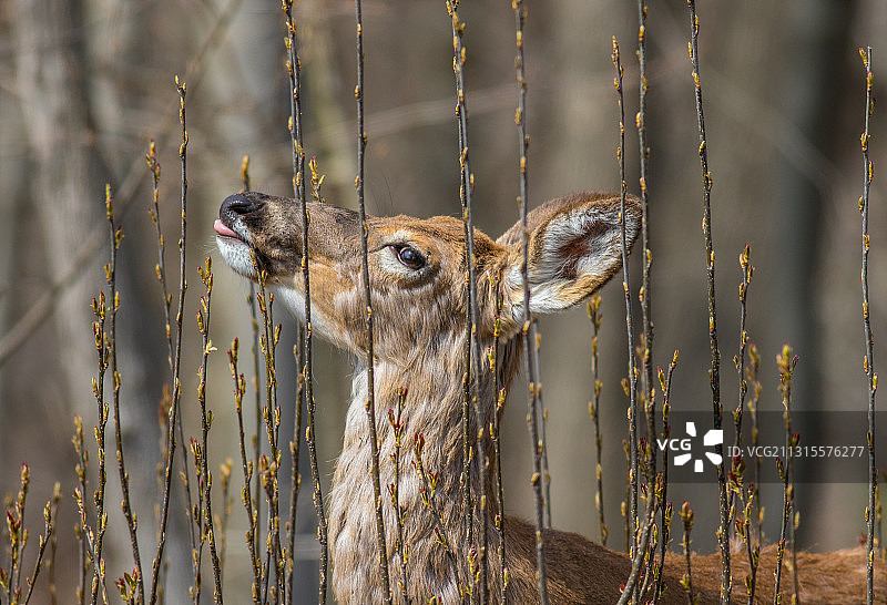 纽约蒙蒂塞洛的鹿图片素材