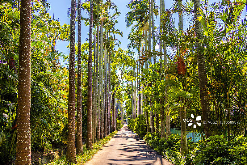 中国台湾台北士林官邸的林荫小路图片素材