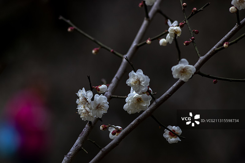 广州白云山梅花谷梅花绽放图片素材