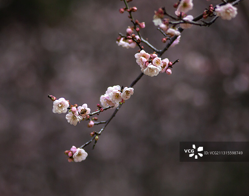 广州白云山梅花谷梅花绽放图片素材