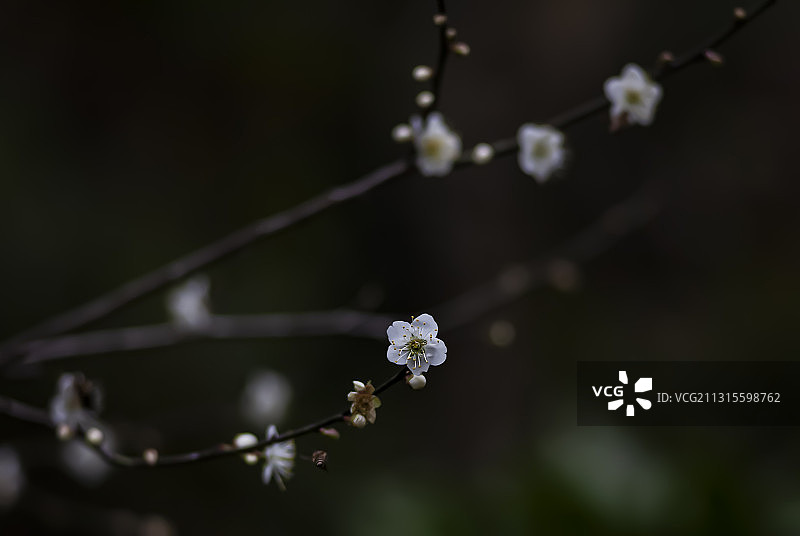 广州白云山梅花谷梅花绽放图片素材