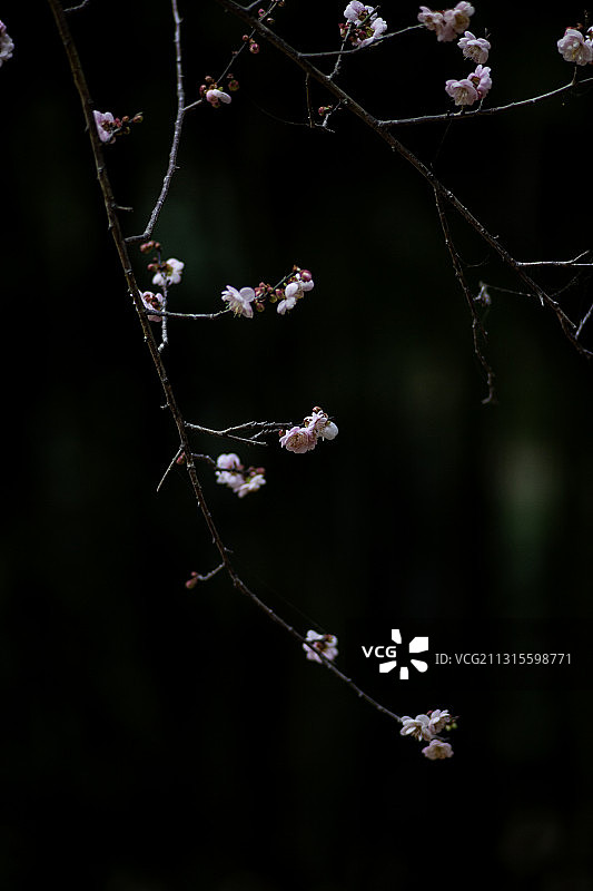 广州白云山梅花谷梅花绽放图片素材