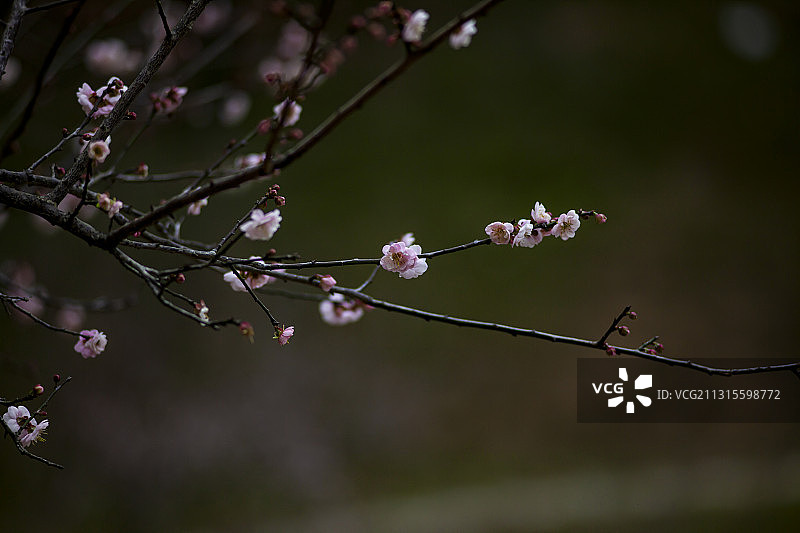广州白云山梅花谷梅花绽放图片素材