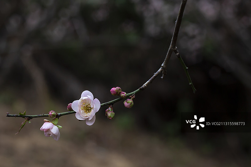 广州白云山梅花谷梅花绽放图片素材