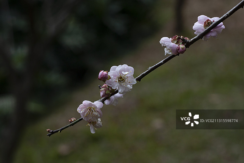 广州白云山梅花谷梅花绽放图片素材