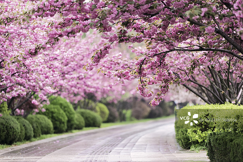 樱花大道图片素材