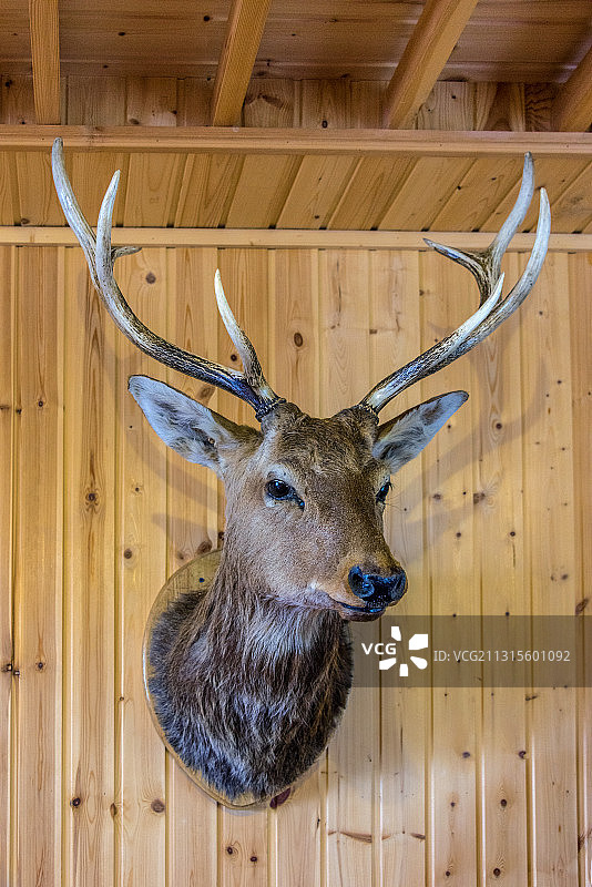 在木制墙板上装饰的雄鹿头部标本图片素材