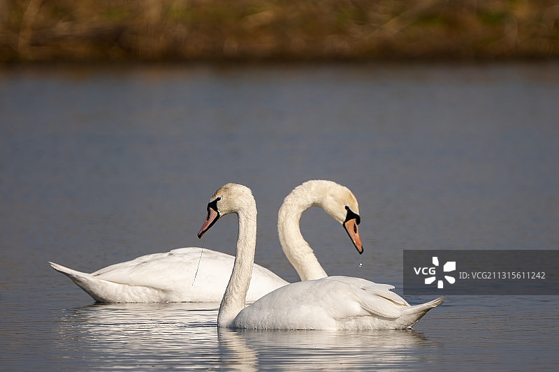 疣鼻天鹅图片素材
