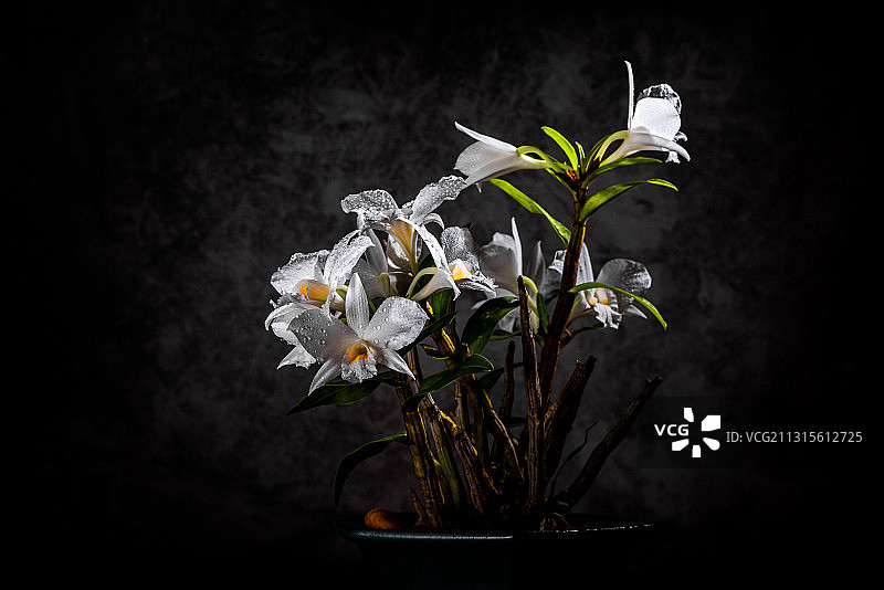 石斛花图片素材