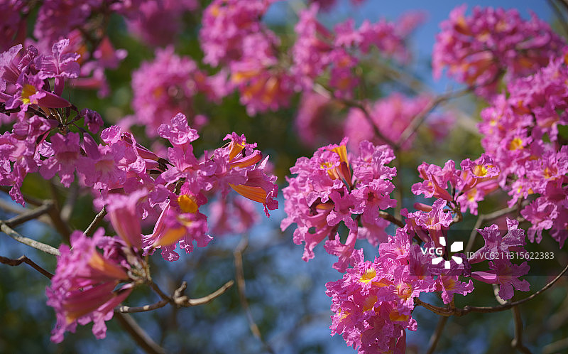 红花风铃木开了，春天还远吗？图片素材