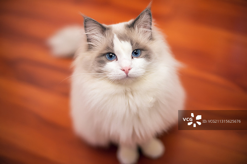 布偶猫图片素材